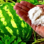 Рука тримає добриво біля стиглого кавуна на баштані