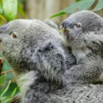Коали в Австралії, нащадки популяції що вижила після кліматичних змін