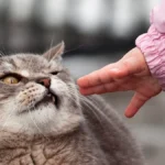 Кошка проявляет недовольство во время поглаживания рукой человека