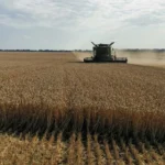 Комбайн собирает урожай пшеницы на поле в Украине