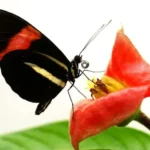 Тропічний метелик Heliconius годується пилком на червоній квітці
