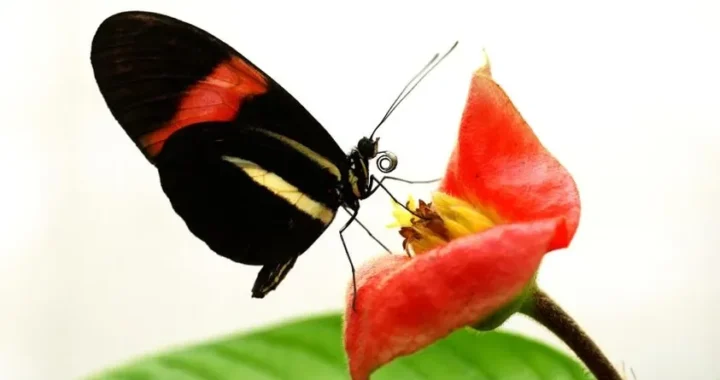 Тропічний метелик Heliconius годується пилком на червоній квітці