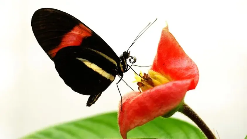 Тропічний метелик Heliconius годується пилком на червоній квітці