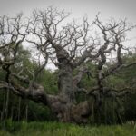 1200-летний дуб Робина Гуда в Шервудском лесу с подпорками