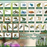Тварини Червоної книги України: комахи, плазуни, птахи та ссавці під загрозою зникнення