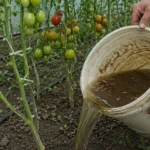 Підживлення кущів помідорів рідким добривом у теплиці