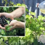 Руки держат урожай черной смородины и поливают куст удобрением