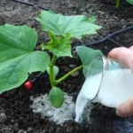 Полив растения картофельным отваром на грядке для обработки грунта