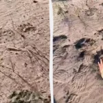 Відбитки лап ведмедя на піску поруч із долонею людини в камуфляжі